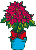 Poinsetta in Pot w/ Bow