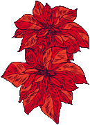 Poinsettia Bracts and Flowers