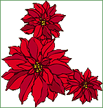 Poinsettias