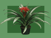 Group of Guzmania sp.