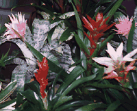 Healthy, Vigorous Bromeliads