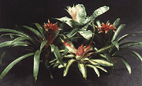 Healthy, Vigorous Bromeliads