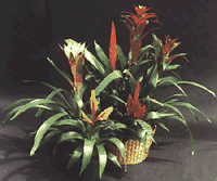 Healthy, Vigorous Bromeliads