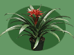 Guzmania