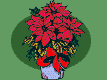 Poinsettias