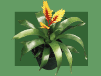 Group of Guzmania sp.