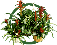 Bromeliad Garden Grouping Picture