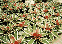 A Green Sea of Bromeliads